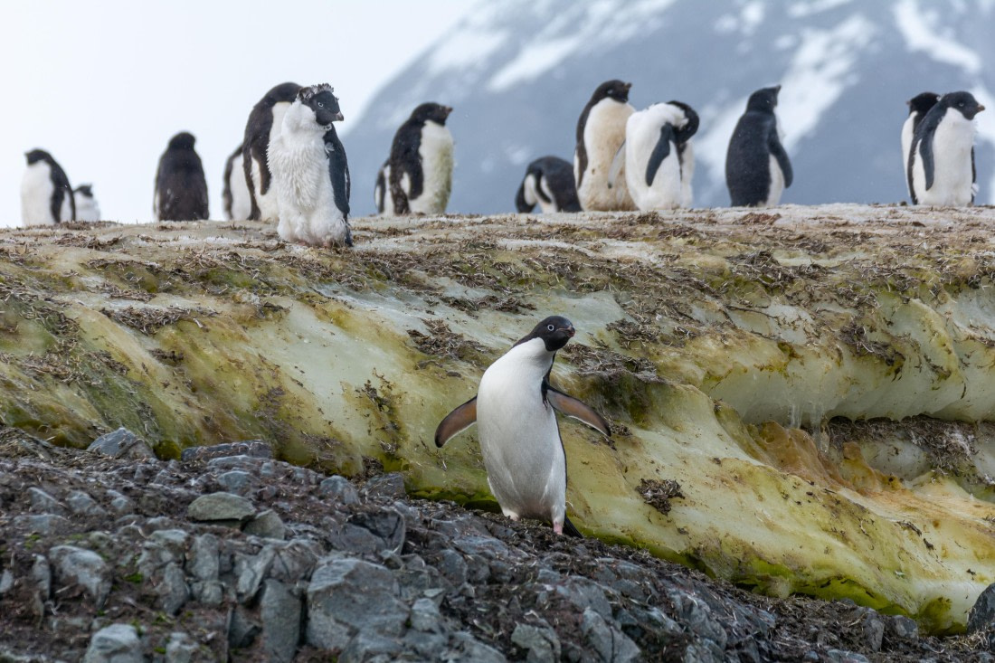 OTL30a26, Day 10, _DSC2758.jpg © Unknown Photographer - Oceanwide Expeditions.jpg