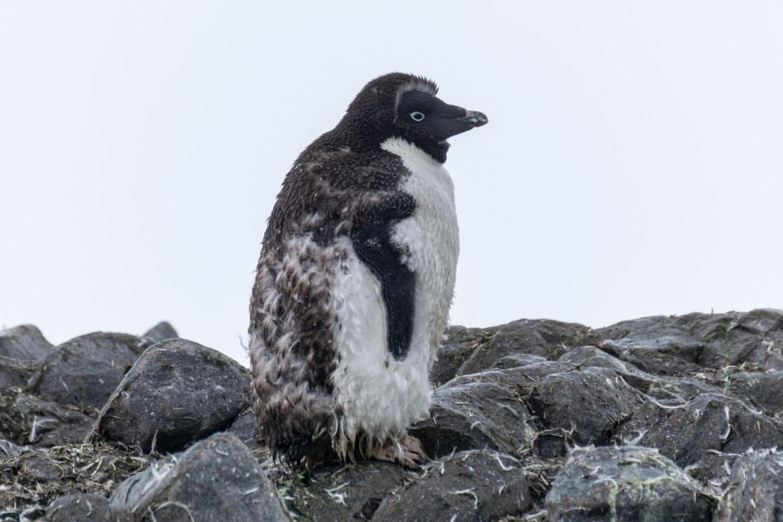 OTL30a26, Day 10, _DSC2759.jpg © Unknown Photographer - Oceanwide Expeditions.jpg