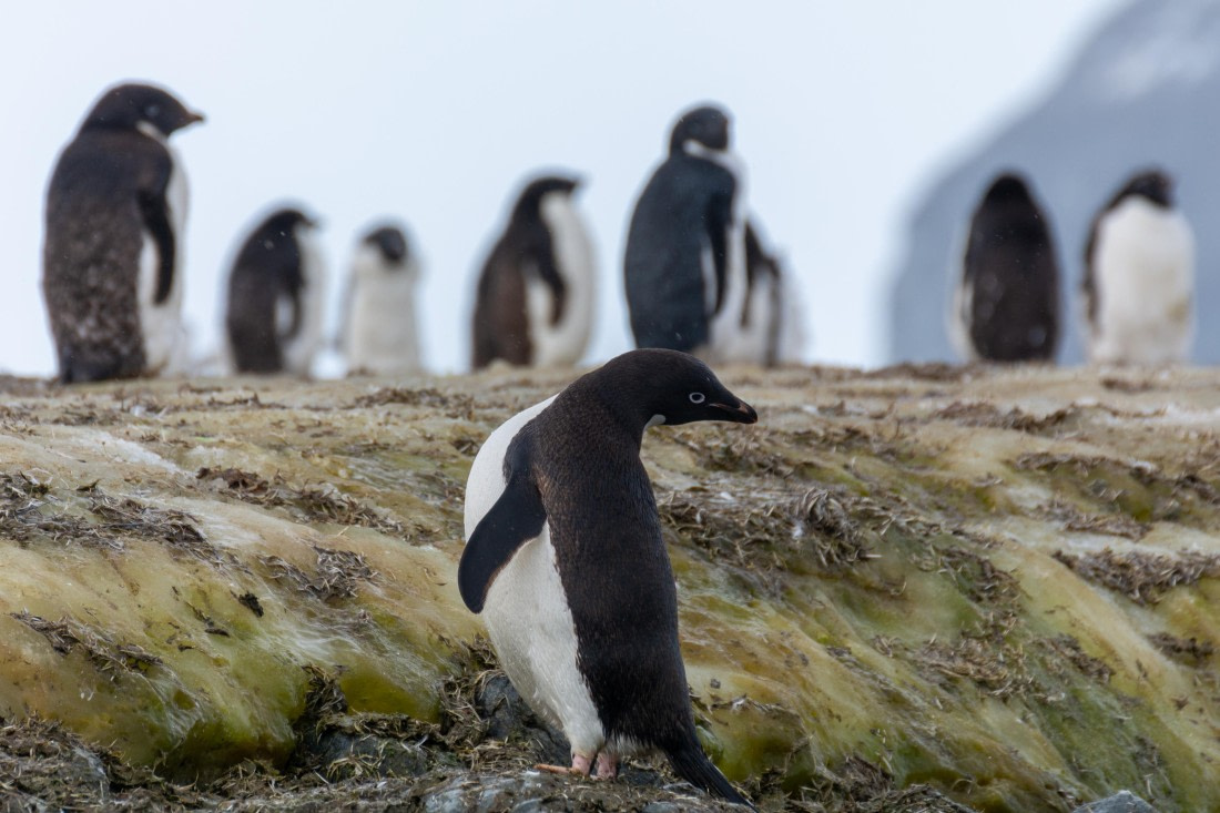 OTL30a26, Day 10, _DSC2760.jpg © Unknown Photographer - Oceanwide Expeditions.jpg