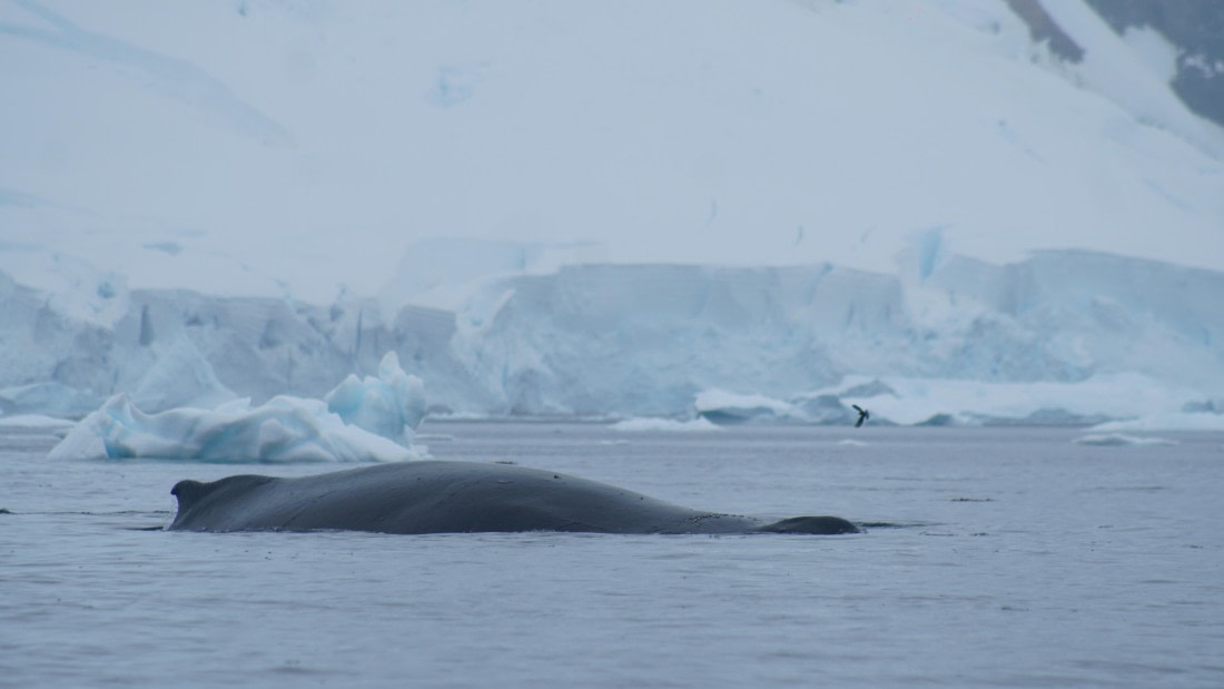 OTL30a26, Day 11, DSC05398.JPG © Unknown Photographer - Oceanwide Expeditions.JPG