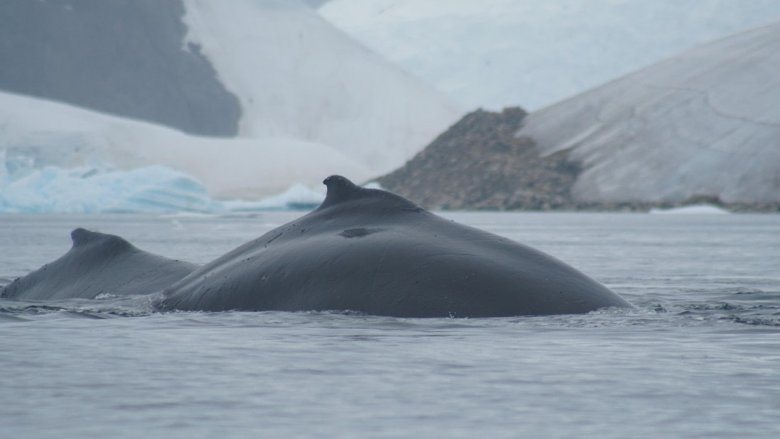 OTL30a26, Day 11, DSC05411.JPG © Unknown Photographer - Oceanwide Expeditions.JPG