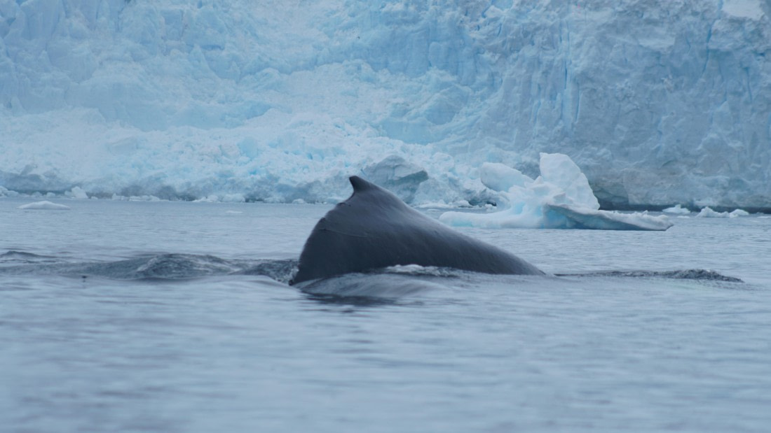 OTL30a26, Day 11, DSC05431.JPG © Unknown Photographer - Oceanwide Expeditions.JPG