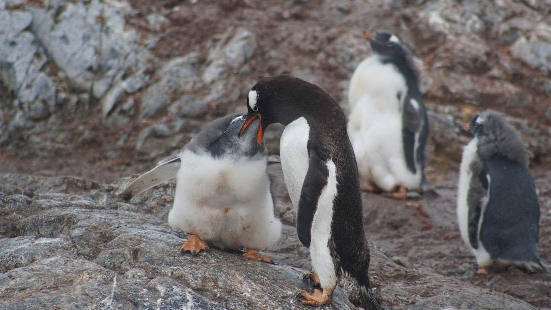 OTL30a26, Day 11, DSC05561.JPG © Unknown Photographer - Oceanwide Expeditions.JPG