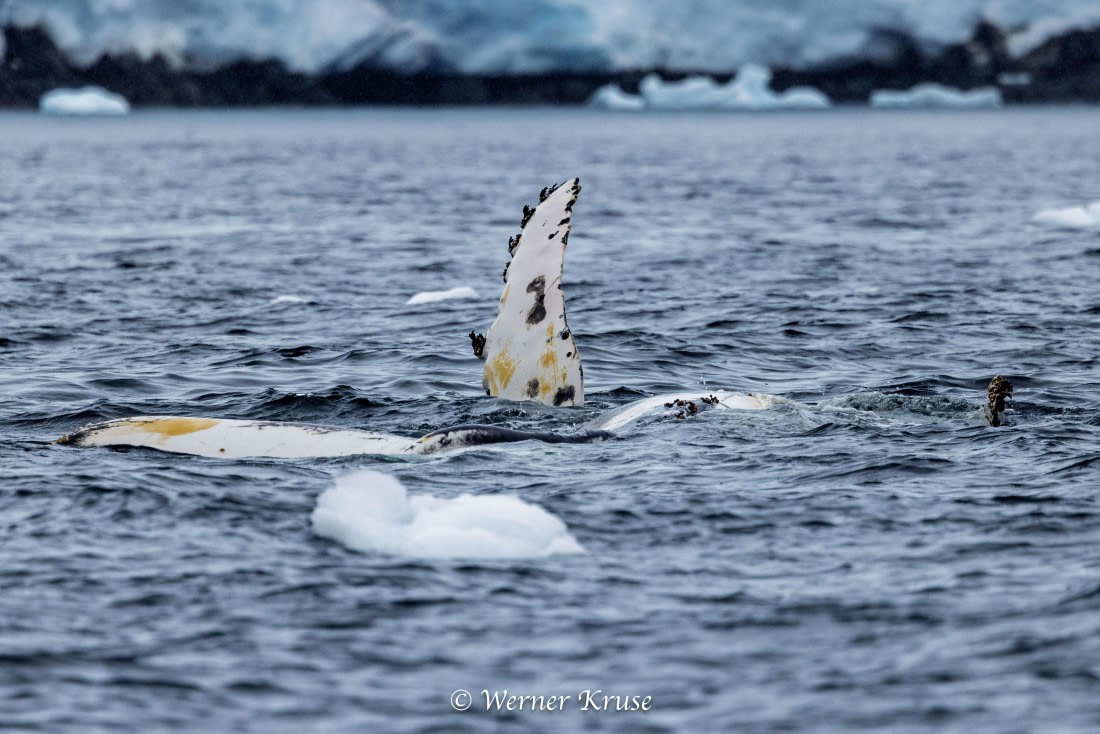 OTL30a26, Day 11, Stoney Point_WKR52443.jpg © Werner Kruse - Oceanwide Expeditions.jpg