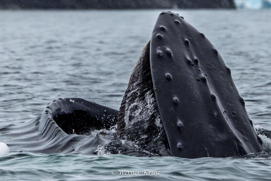 OTL30a26, Day 11, Stoney Point_WKR52452.jpg © Werner Kruse - Oceanwide Expeditions.jpg