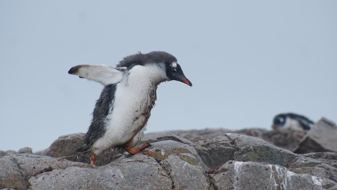 OTL30a26, Day 12, DSC05687.JPG © Unknown Photographer - Oceanwide Expeditions.JPG