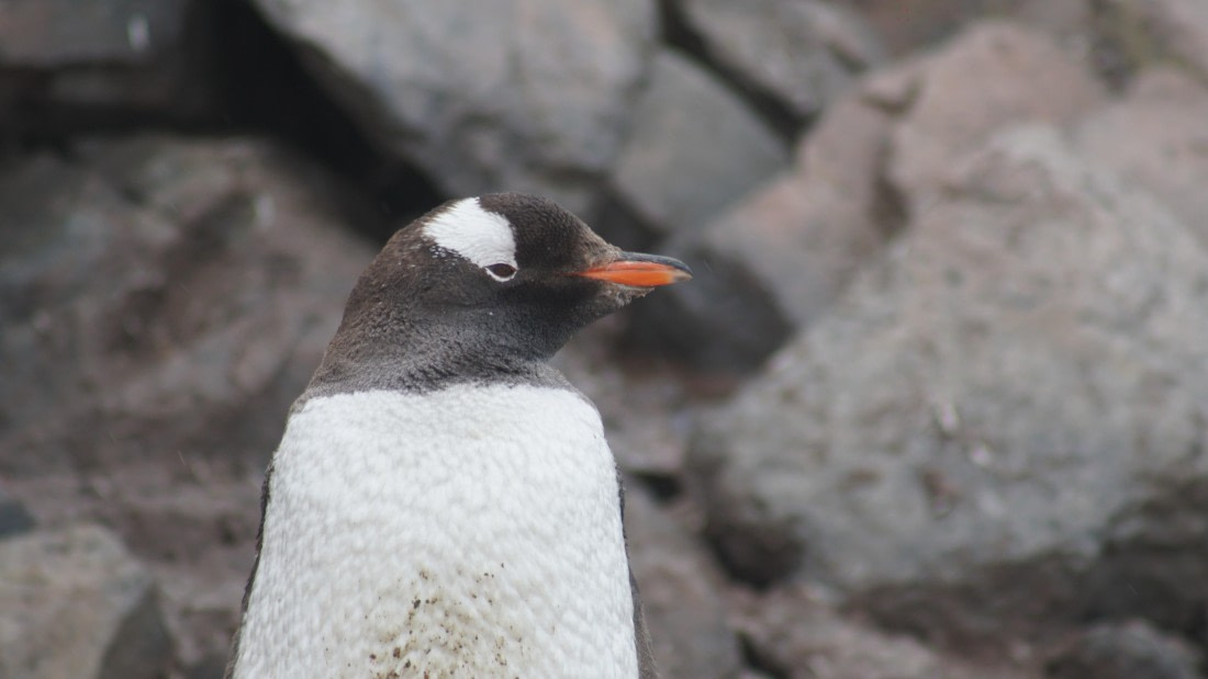 OTL30a26, Day 12, DSC05711.JPG © Unknown Photographer - Oceanwide Expeditions.JPG