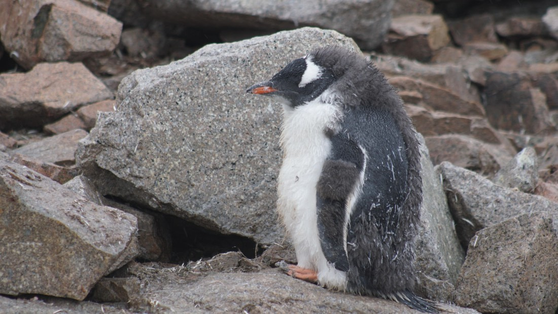 OTL30a26, Day 12, DSC05714.JPG © Unknown Photographer - Oceanwide Expeditions.JPG