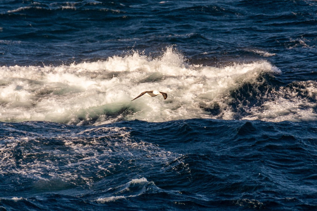 OTL30a26, Day 14, _DSC2777.jpg © Unknown Photographer - Oceanwide Expeditions.jpg