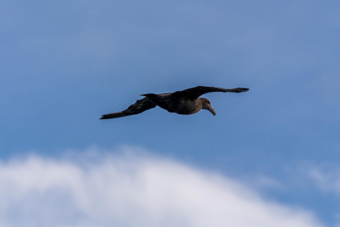 OTL30a26, Day 14, _DSC2802.jpg © Unknown Photographer - Oceanwide Expeditions.jpg