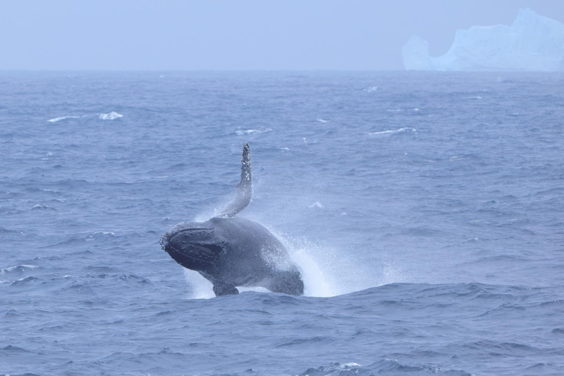 Breaching Humpback