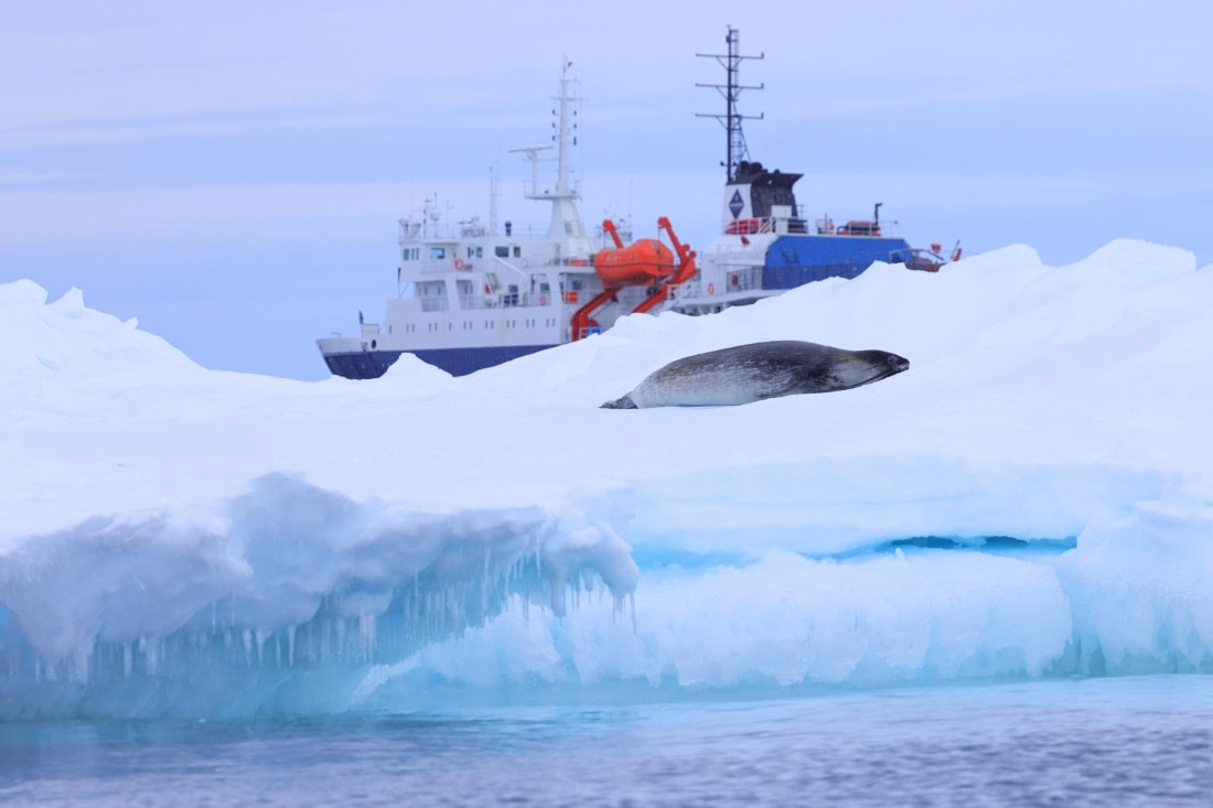 Ortelius with Ross Seal