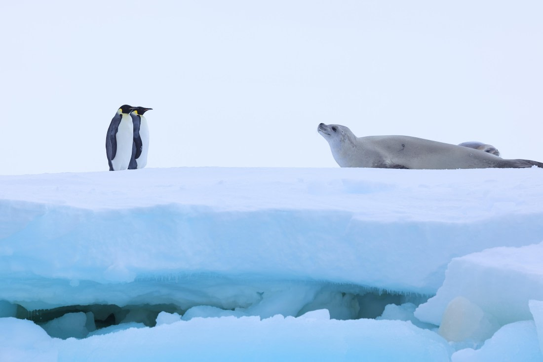 Emperors meet Crabeater Seal