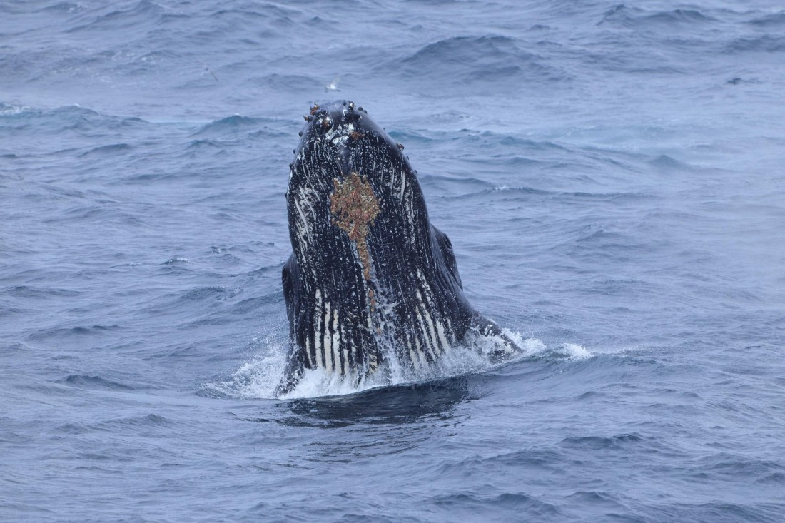 Breaching Humpback Chin