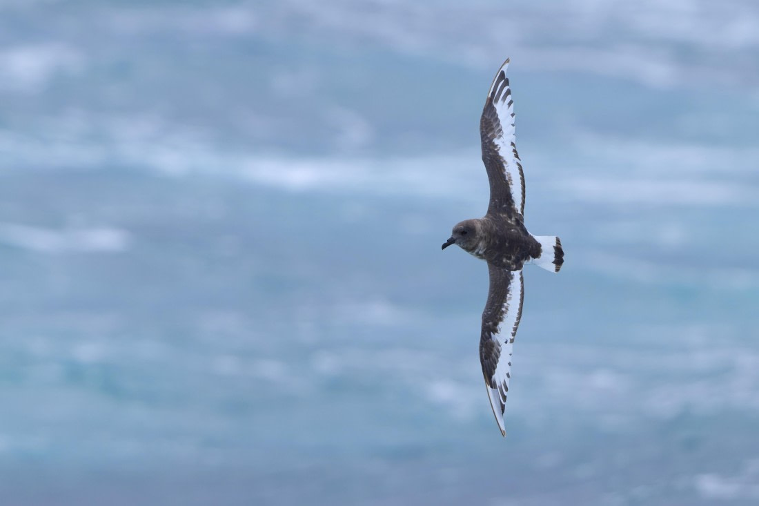 Antarctic Petrel