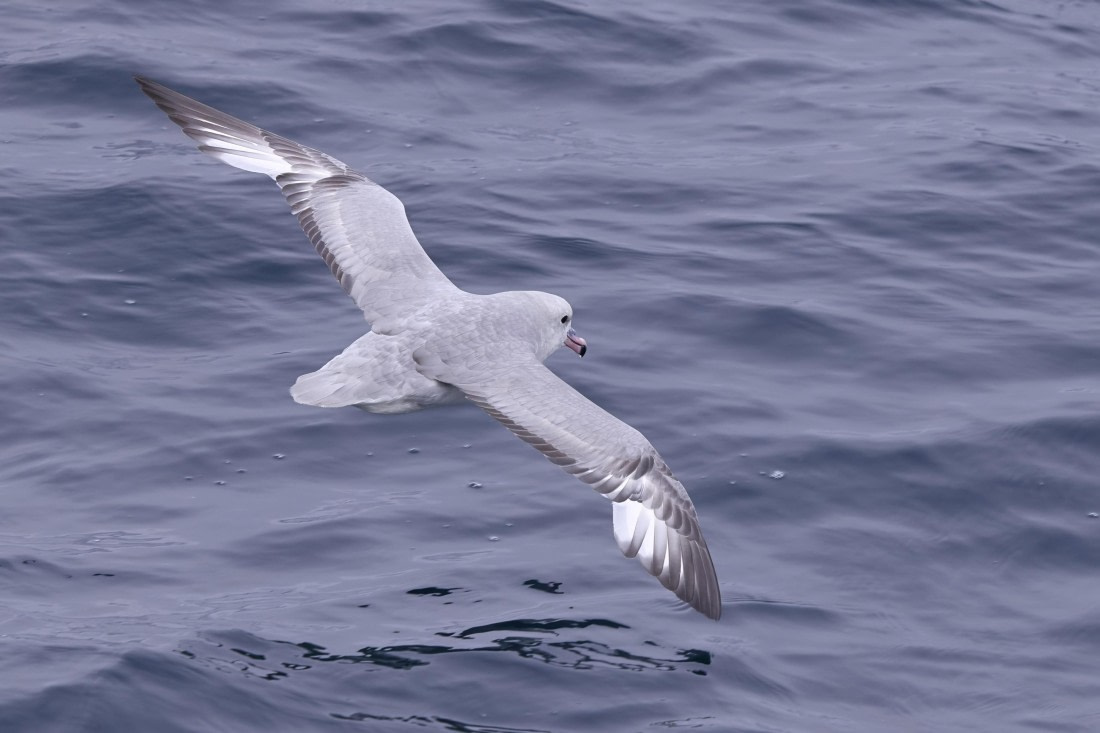 Antarctic Fulmar