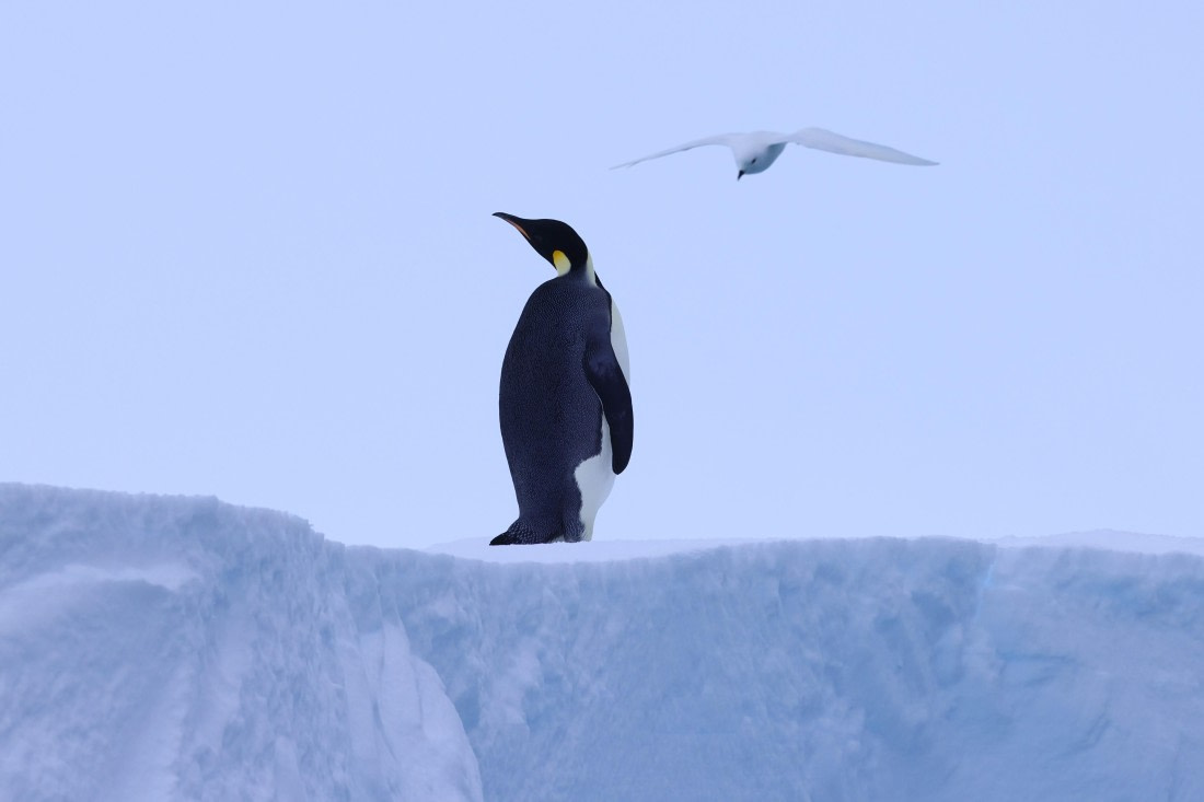 Emperor Penguin and Snow Petrel