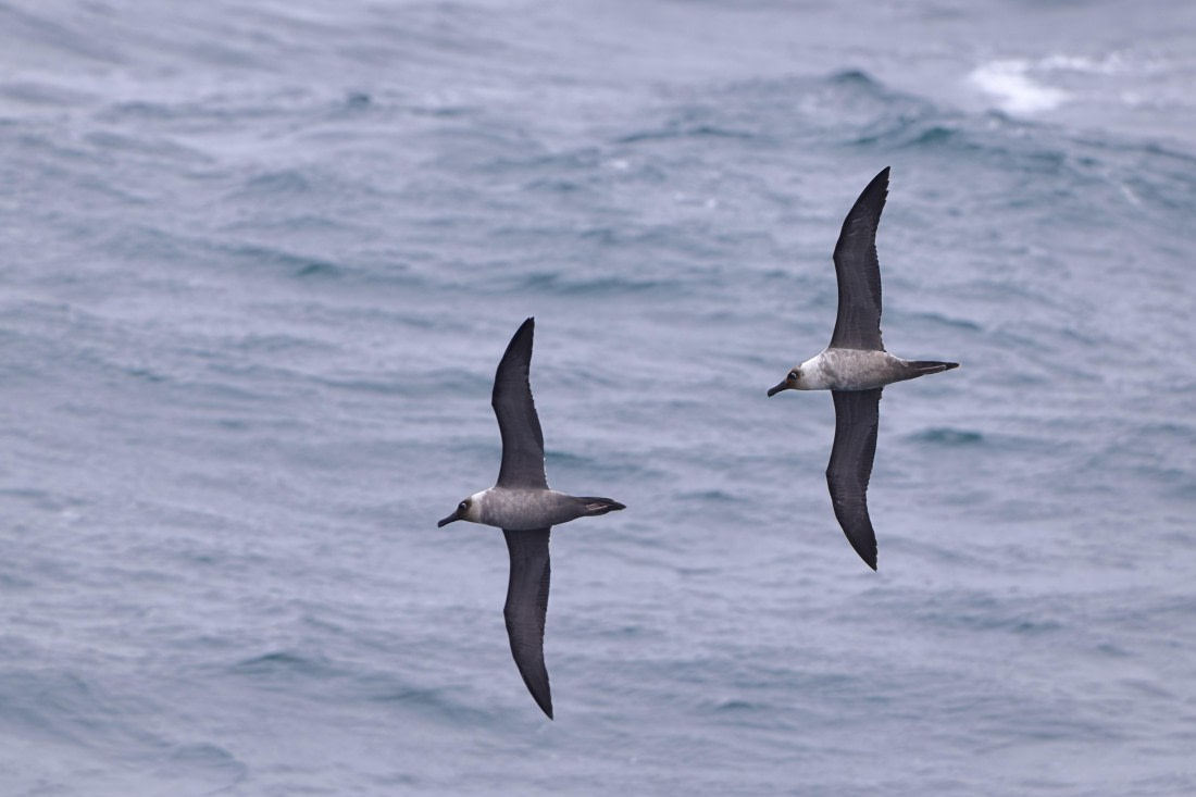 Light mantled sooty albatross pair