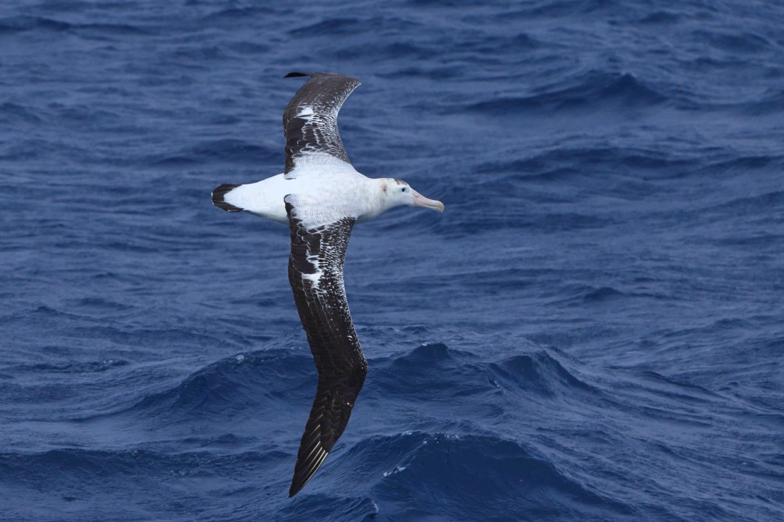 Wandering Albatross