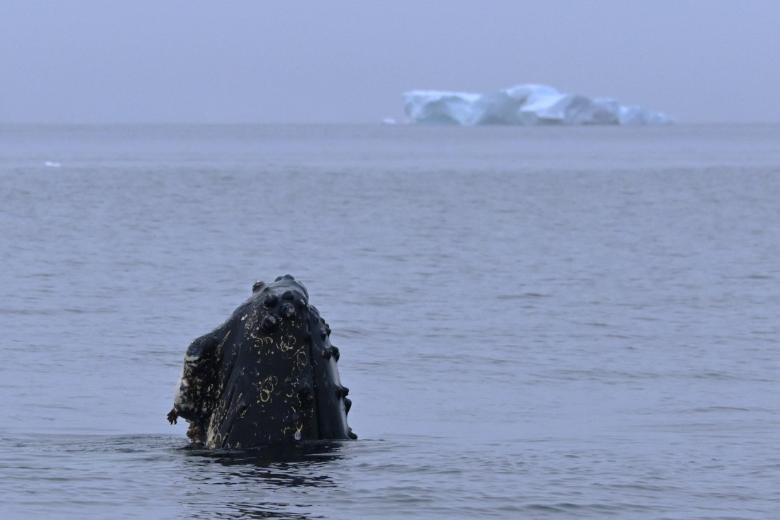 HDS29-26, Day 20, SAS_6996 © Saskia van der Meij - Oceanwide Expeditions.JPG