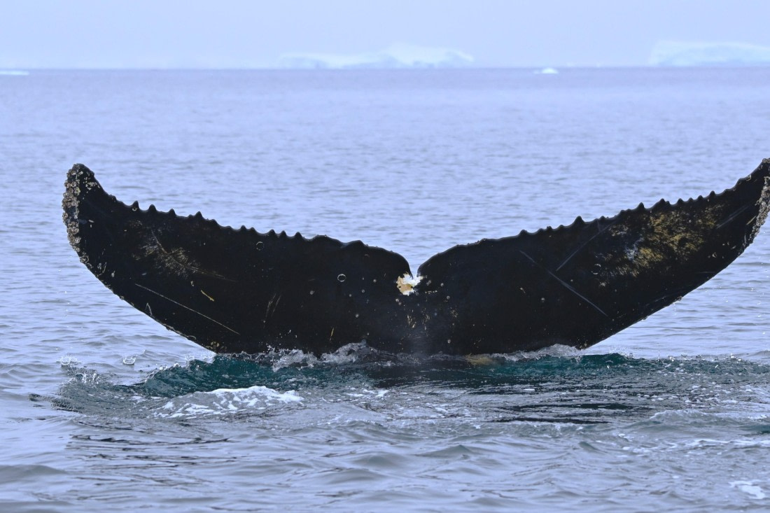 HDS29-26, Day 20, SAS_7020 © Saskia van der Meij - Oceanwide Expeditions.JPG