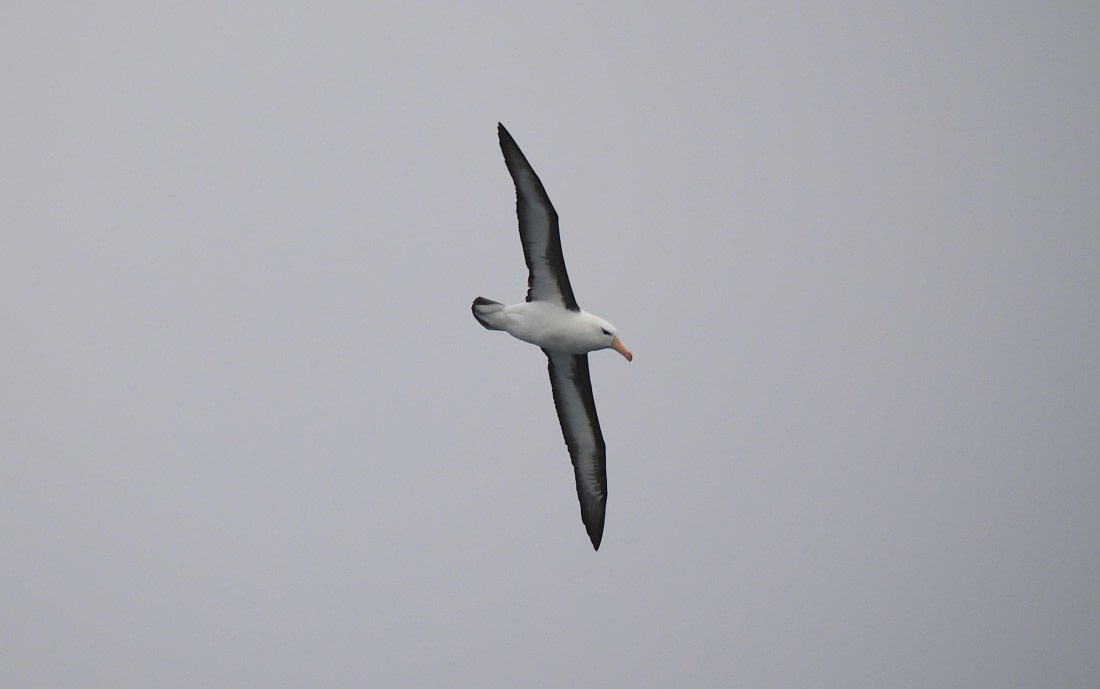 HDS29-26, Day 1, 2025-02-17 Black-browed Albatross © Unknown photographer - Oceanwide Expeditions.JPG