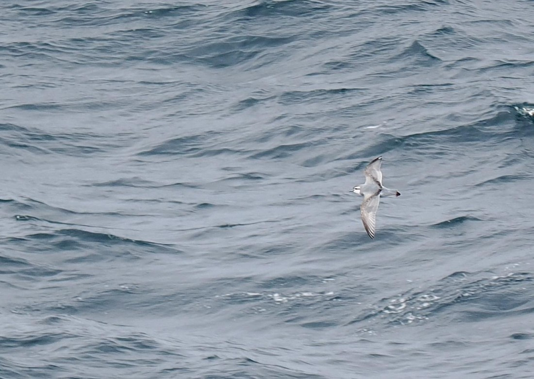 HDS29-26, Day 1, 2025-02-17 Slender-billed Prion © Unknown photographer - Oceanwide Expeditions.JPG