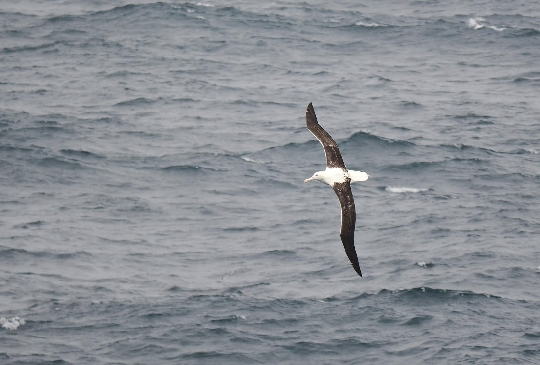 HDS29-26, Day 1, 2025-02-17 Southern Royal Albatross © Unknown photographer - Oceanwide Expeditions.JPG