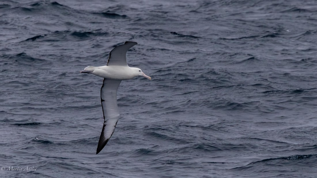 HDS29-26, Day 2, 0Q9A8829 © Martin Anstee - Oceanwide Expeditions.jpg