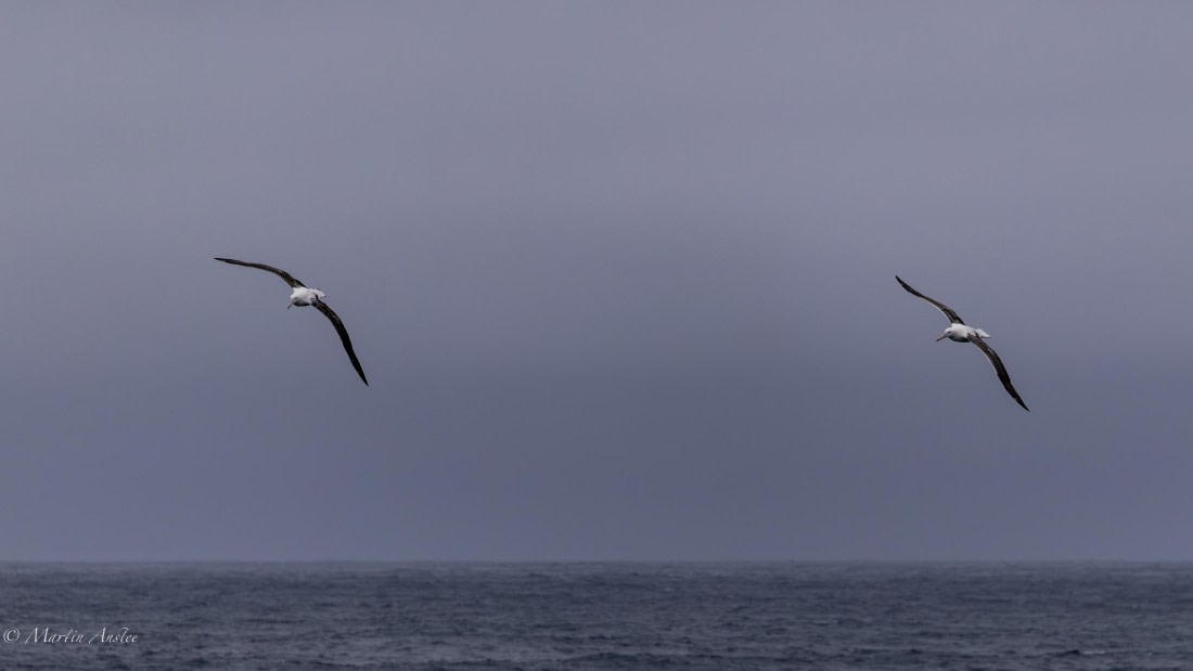 HDS29-26, Day 2, 0Q9A8836 © Martin Anstee - Oceanwide Expeditions.jpg