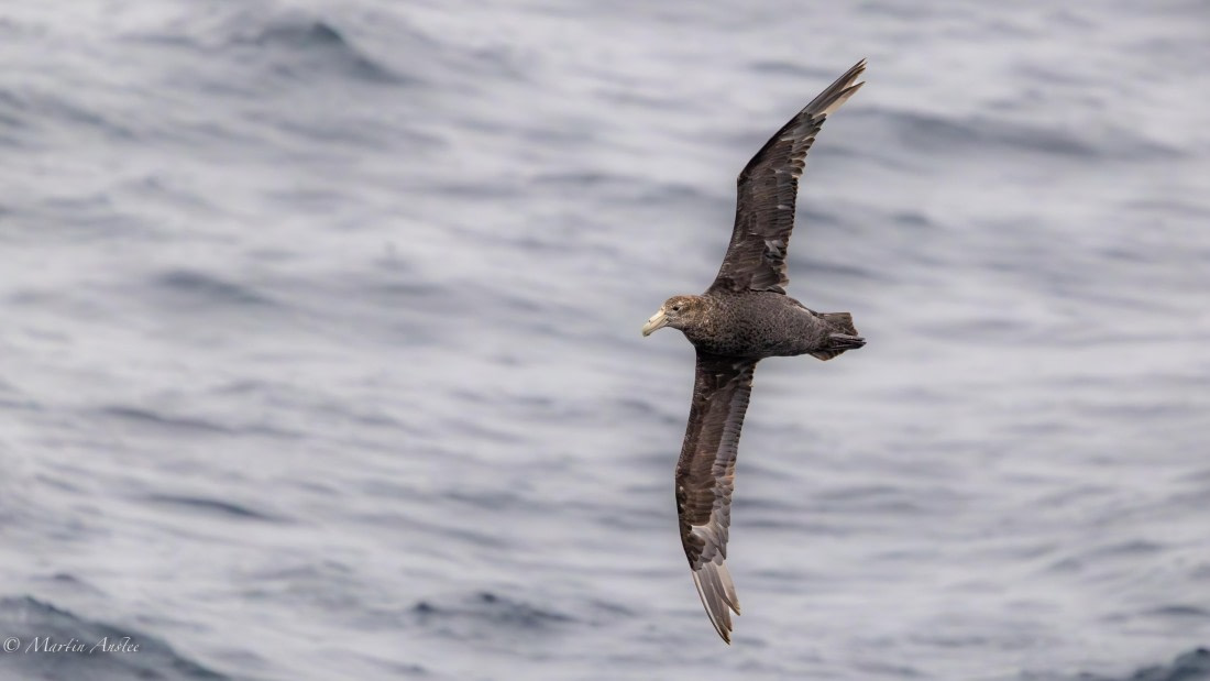 HDS29-26, Day 2, 0Q9A8841 © Martin Anstee - Oceanwide Expeditions.jpg