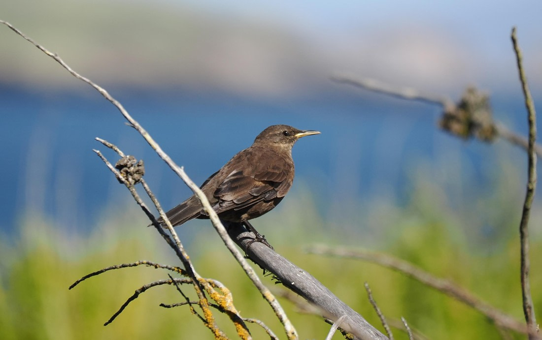 HDS29-26, Day 3, 2025-02-18 Blackish Cinclodes - Carcass Island, Falklands © Unknown photographer - Oceanwide Expeditions.JPG