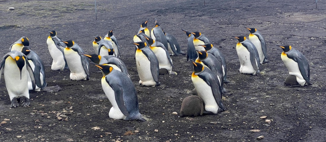 HDS29-26, Day 3, 2025-02-18 King Penguin - Saunder's Island, Falklands © Unknown photographer - Oceanwide Expeditions.jpg