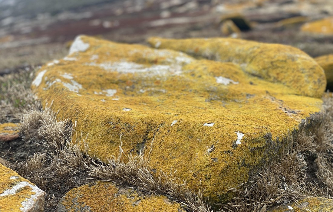 HDS29-26, Day 3, 2025-02-18 Saunder's Island, Falklands2 © Unknown photographer - Oceanwide Expeditions.jpg