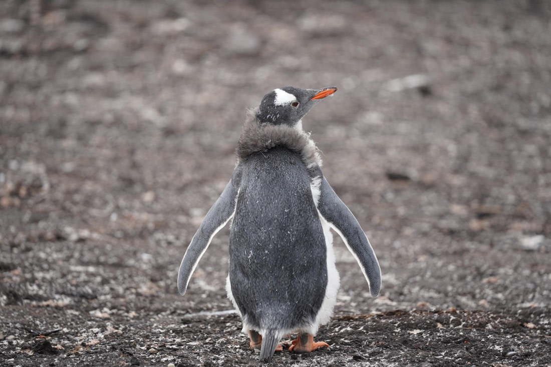 HDS29-26, Day 3, DSC05273 © Jessica Bakker - Oceanwide Expeditions.JPG