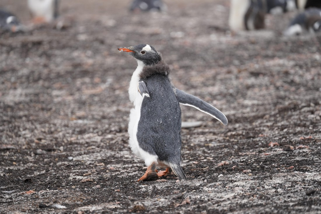 HDS29-26, Day 3, DSC05277 © Jessica Bakker - Oceanwide Expeditions.JPG