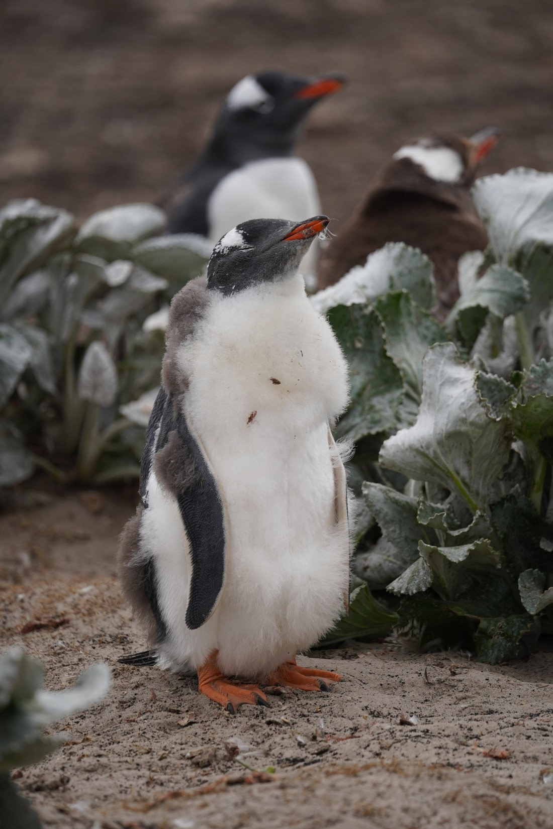 HDS29-26, Day 3, DSC05298 © Jessica Bakker - Oceanwide Expeditions.JPG