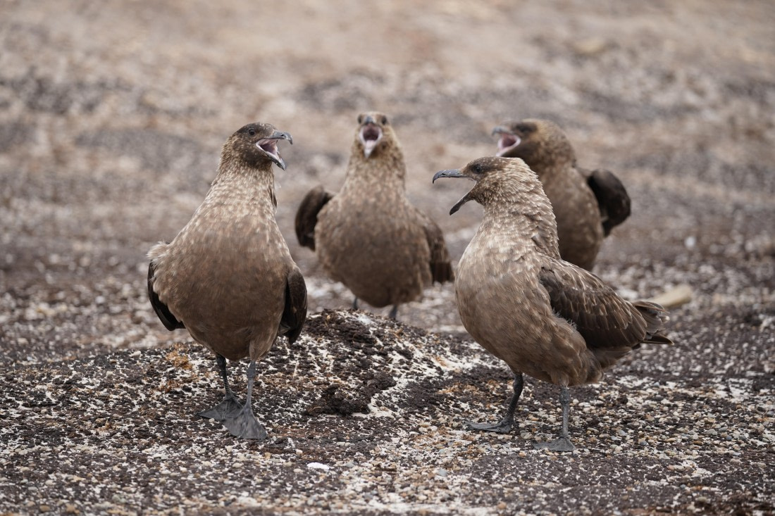HDS29-26, Day 3, DSC05337 © Jessica Bakker - Oceanwide Expeditions.JPG