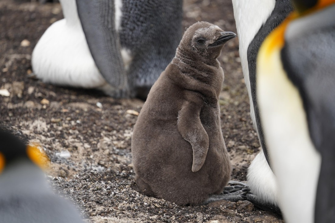 HDS29-26, Day 3, DSC05371 © Jessica Bakker - Oceanwide Expeditions.JPG