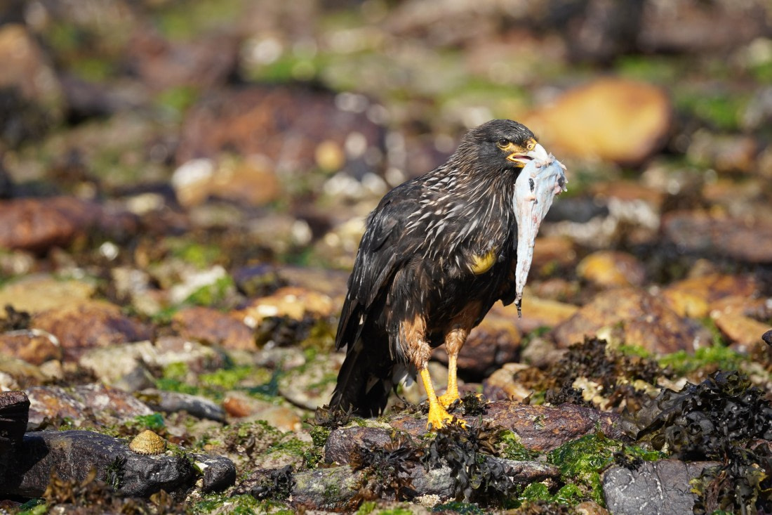 HDS29-26, Day 3, DSC05631 © Jessica Bakker - Oceanwide Expeditions.JPG