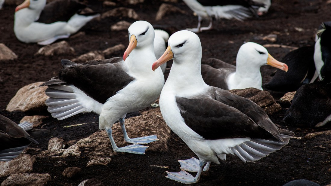 HDS29-26, Day 3, RLO_0706-Enhanced-NR © Alexander Romanovskiy - Oceanwide Expeditions.jpg