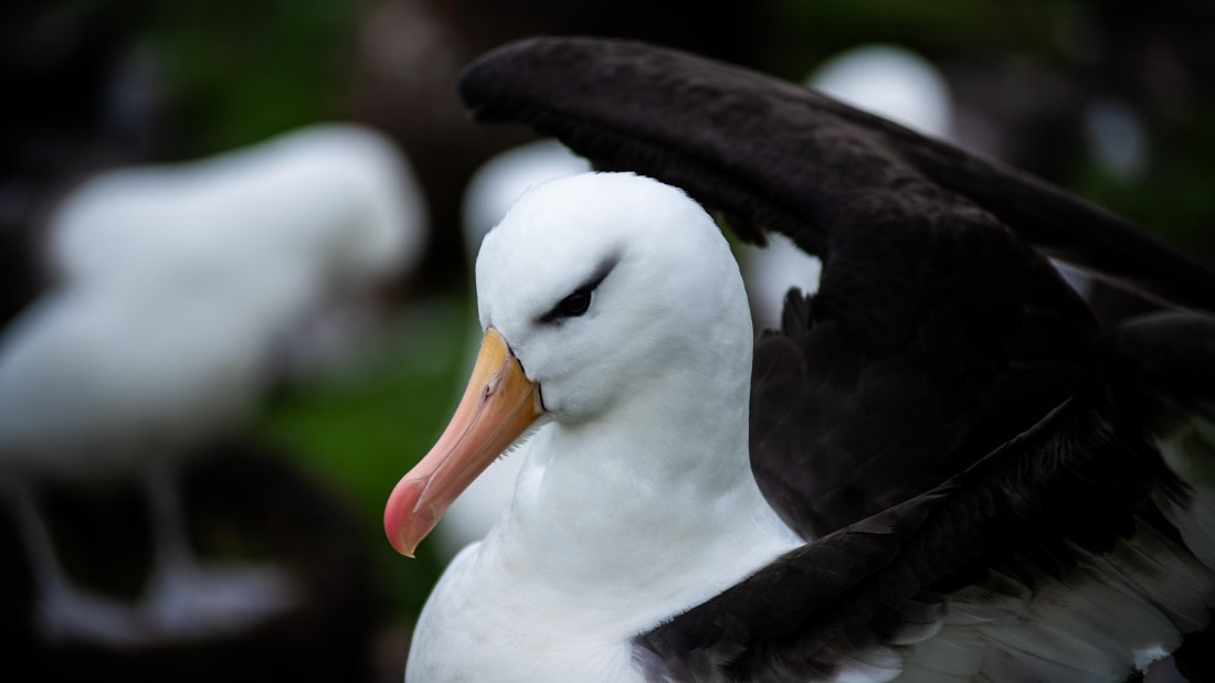 HDS29-26, Day 3, RLO_0858-Enhanced-NR © Alexander Romanovskiy - Oceanwide Expeditions.jpg