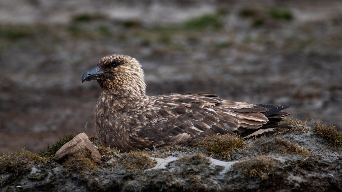 HDS29-26, Day 3, RLO_7484-Enhanced-NR © Alexander Romanovskiy - Oceanwide Expeditions.jpg
