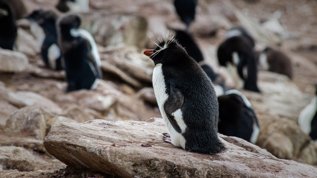 HDS29-26, Day 3, RLO_7514-Enhanced-NR © Alexander Romanovskiy - Oceanwide Expeditions.jpg