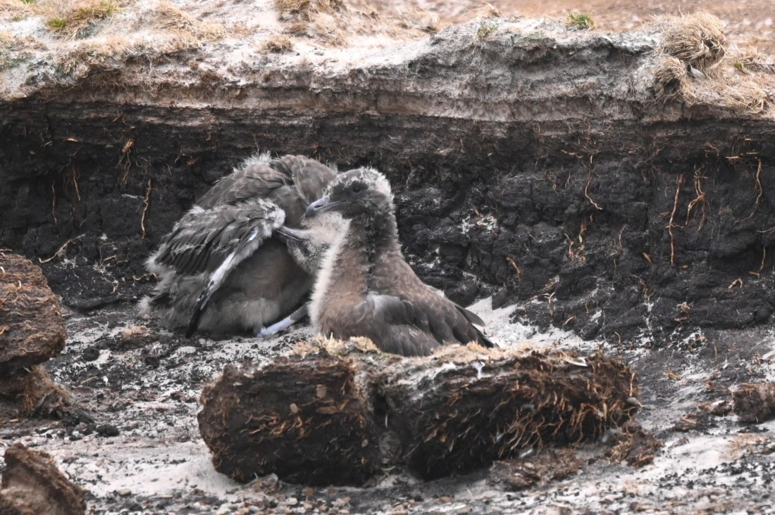 HDS29-26, Day 3, SAS_5457 © Saskia van der Meij - Oceanwide Expeditions.JPG