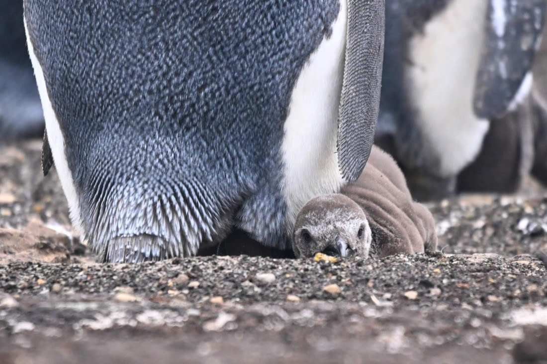 HDS29-26, Day 3, SAS_5465 © Saskia van der Meij - Oceanwide Expeditions.JPG