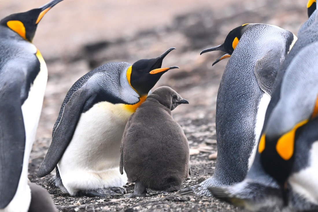 HDS29-26, Day 3, SAS_5469 © Saskia van der Meij - Oceanwide Expeditions.JPG