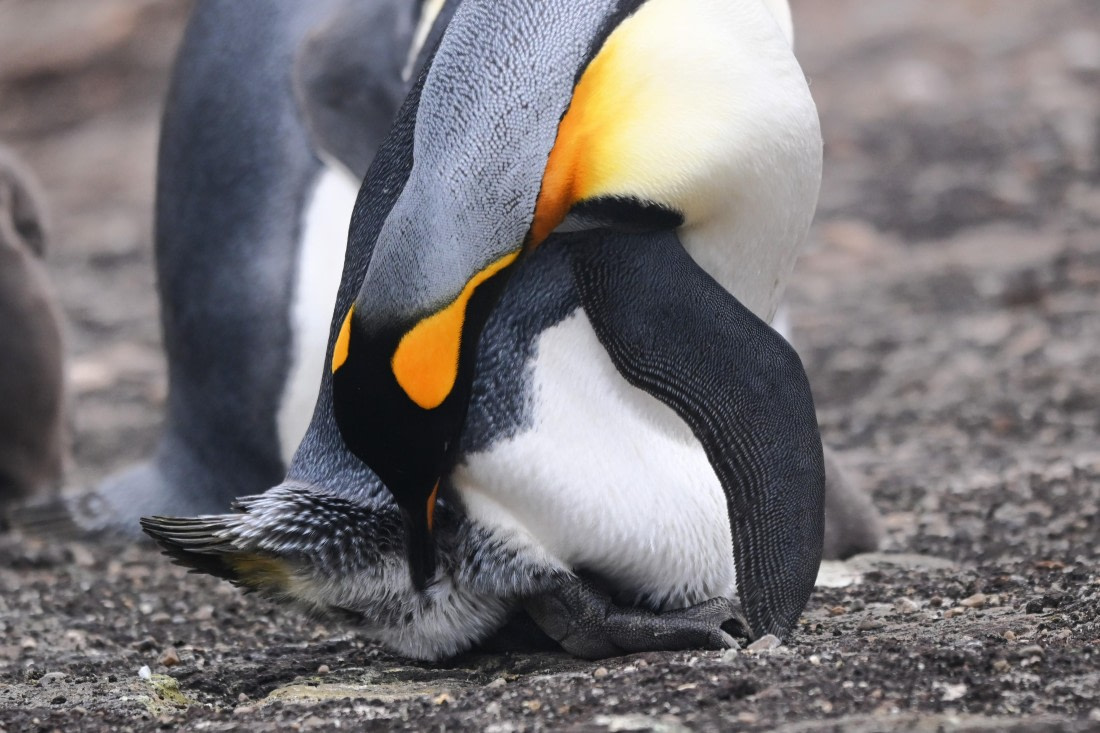 HDS29-26, Day 3, SAS_5473 © Saskia van der Meij - Oceanwide Expeditions.JPG