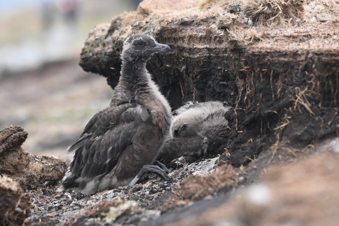 HDS29-26, Day 3, SAS_5486 © Saskia van der Meij - Oceanwide Expeditions.JPG