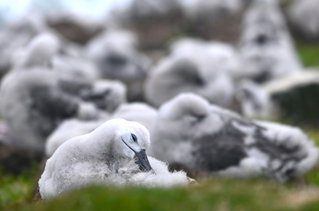 HDS29-26, Day 3, SAS_5503 © Saskia van der Meij - Oceanwide Expeditions.JPG
